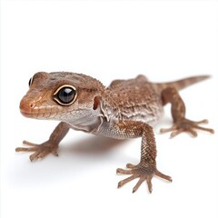 Obraz premium Lizard (Gecko, Iguana) isolated on white background.
