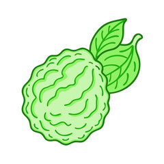 kaffir lime vector icon, fruit vector illustration - simple illustration of kaffir lime perfect for logos, and fruit-themed designs.