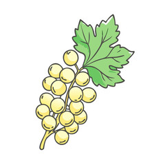 whitecurrant vector icon, fruit vector illustration - simple illustration of whitecurrant perfect for logos, and fruit-themed designs.
