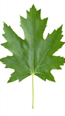 Single Green Maple Leaf