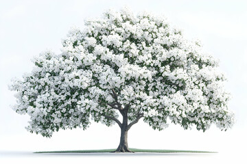 Fototapeta premium White flowering tree, isolated, spring, design, background
