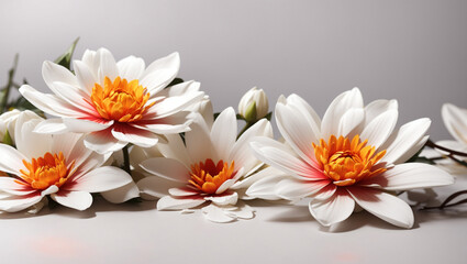Obraz premium Four white flowers with bright orange centers against a pale gray background.