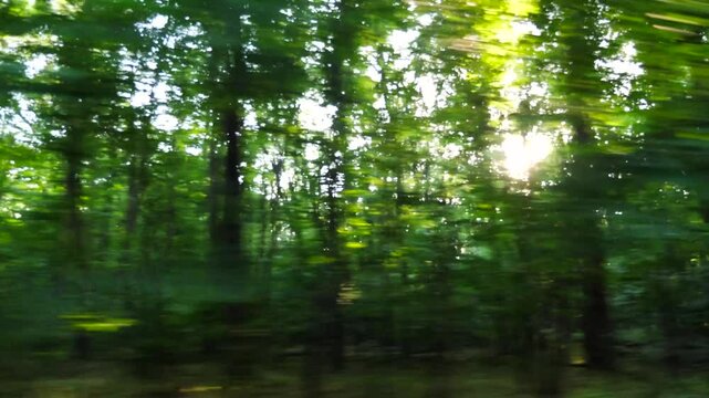 Point of view from the window of moving automobile on green forest at sunny daytime. Sunlight breaking through trees at summer day. Beautiful nature at background. Close up Slow motion