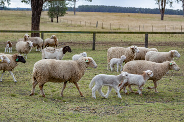 sheep in the field