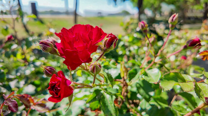 Vibrant red roses in full bloom, symbolizing love and romance, ideal for Valentine's Day...