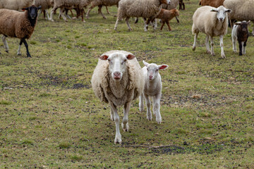 Obraz premium Sheep on the farm