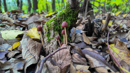 Cluster of small mushrooms growing amidst fallen autumn leaves in a forest, symbolizing nature's cycle and environmental diversity