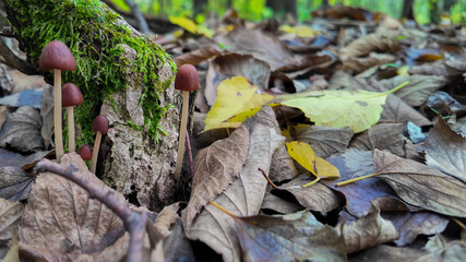 Cluster of red mushrooms growing on moss-covered tree stump surrounded by autumn leaves, symbolizing fall season and biodiversity