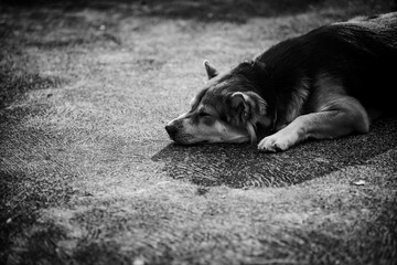 the dog lay on the floor with black and white tone