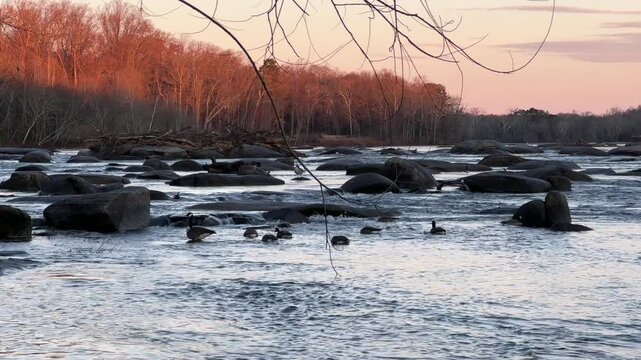 Telephoto view of geese swimming in the James River during winter at Pony Pasture, Richmond Virginia