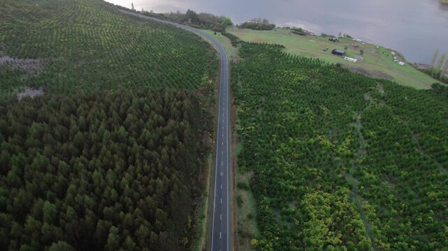 Amazing drone movement along the forested Ongaroto Road, Whakamaru, New Zealand.