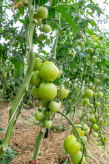 green tomatoes on a vine