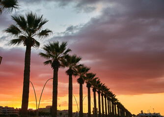 Obraz premium Tropical sunset over sea with palm trees, A row of palm trees on the ocean coast near the hotel