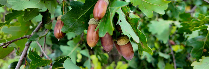 Close-up of acorns hanging from an oak tree branch signifies autumn and nature's cycle, often...