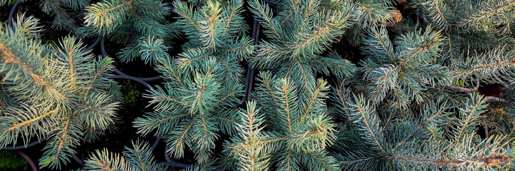 Dense evergreen pine branches symbolize festive joy, perfect for Christmas or environmental themes, showcasing lush natural beauty and winter greenery