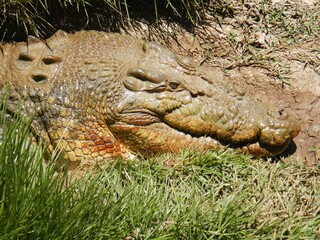 A crocodile rests beside a patch of grass, its textured skin displaying shades of green and brown. The sunlight highlights the details and contours of its rough exterior.