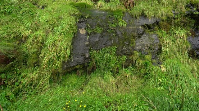 Water running down a lush green rock 