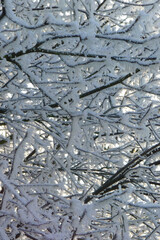Crystalline silence blankets the forest, where frozen branches glisten with icy dew, transforming winter's landscape into a pristine white wonderland