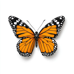 Vibrant Monarch Butterfly on White: Nature's Beauty