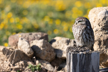 The sleepy owl in the archaeological site of Tharros. Sardinia, Italy.