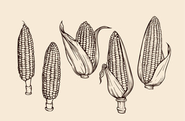 Hand drawn corn illustration. Vector maize sketches set. With Maize plant, corn cob and grains.
