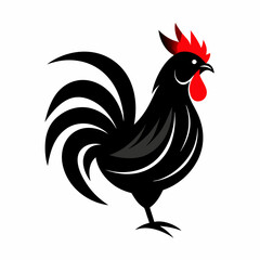 rooster isolated on white background