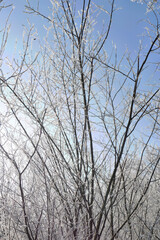 Crystalline silence blankets the forest, where frozen branches glisten with icy dew, transforming winter's landscape into a pristine white wonderland
