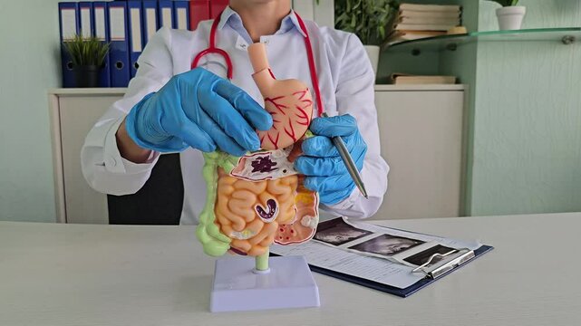 Doctor examines digestive system model and ultrasound image. Stomach intestine ulcers cyst and oncology 