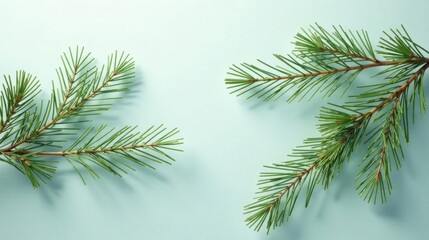 Serene Evergreen Branches on a Pale Aqua Background