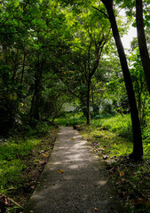 Obraz premium Footpath through the greenery in Pekanbaru city forest.