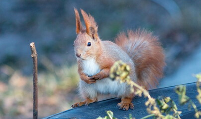 squirrel in the park