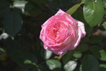 プリンセス・ドゥ・モナコ　バラの花