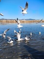 seagulls on the lake