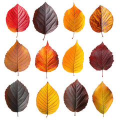 Fototapeta premium Twelve Vibrant Autumn Leaves Red Orange Yellow Brown Fall Foliage Collection