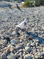 grey and white doves in the park