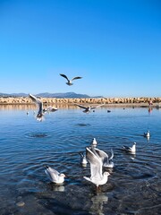 seagulls on the lake