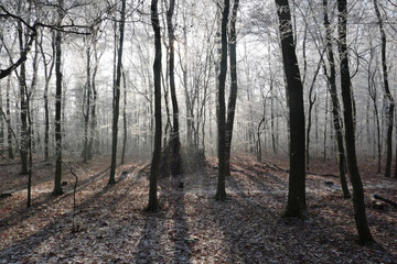 Fototapeta premium Crystalline silence blankets the forest, where frozen branches glisten with icy dew, transforming winter's landscape into a pristine white wonderland