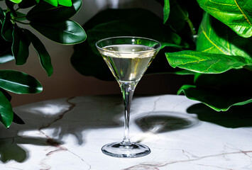Dry Martini, alcoholic cocktail drink with gin, vermouth, bitters. Marble table in bar with green plants