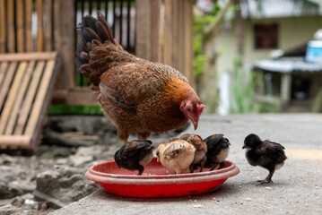 A mother hen watches her chicks eating 