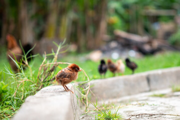 Chicks are playing in the yard