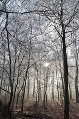 Crystalline silence blankets the forest, where frozen branches glisten with icy dew, transforming winter's landscape into a pristine white wonderland