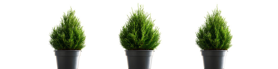 Lush Arborvitae Potted Plant on White Background