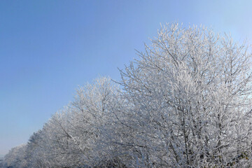 Crystalline silence blankets the forest, where frozen branches glisten with icy dew, transforming...