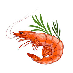 Fresh shrimp with sprig of rosemary. Ocean prawn high detailed vector. Food market product, healthy meal. Fresh seafood illustration