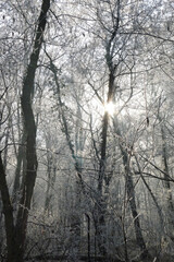 Crystalline silence blankets the forest, where frozen branches glisten with icy dew, transforming winter's landscape into a pristine white wonderland