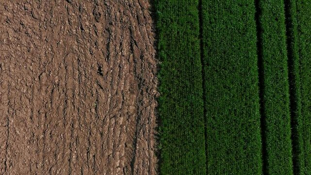 Ground and grass, grow and harvest, agriculture is worth. A frame to illustrate the objectives and the work we need to accomplish to fullfill our goals. 