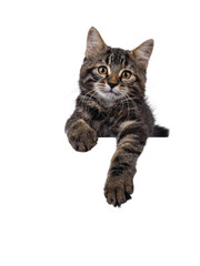 Cute black tabby semi longhair house cat kitten, laying down facing front on edge with copy paste. Looking towards camera. Isolated cutout on a transparent background.