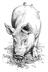 coloring book for kids wild boar in the rain