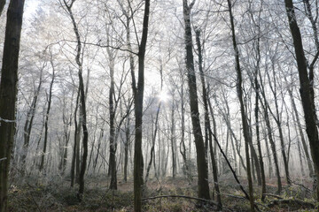 Crystalline silence blankets the forest, where frozen branches glisten with icy dew, transforming winter's landscape into a pristine white wonderland