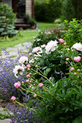 Pink peony "Do Tell" blooming with catmint (nepeta) in summer cottage garden.